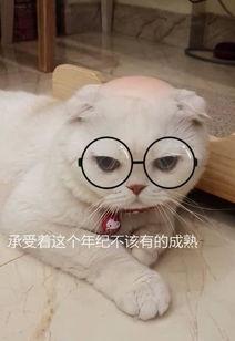 娱乐吃瓜君说刘二豆